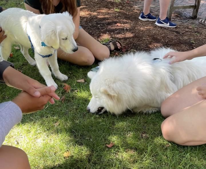 Two pale gold dogs, on the grass surrounded by students waiting to pet them. 