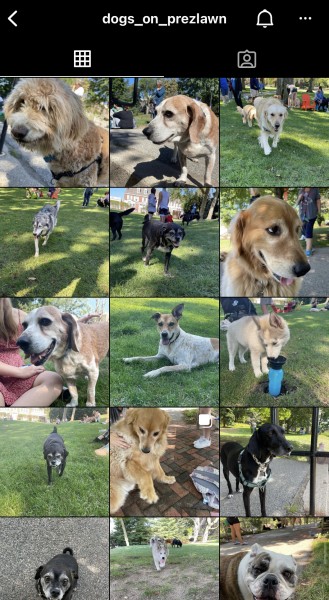 A screenshot of the main page of the Instagram account @dogs_on_prezlawn, featuring images of many dogs on Tufts' Presidents Lawn.